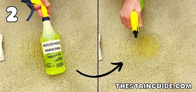 How to Clean Urine from Carpet